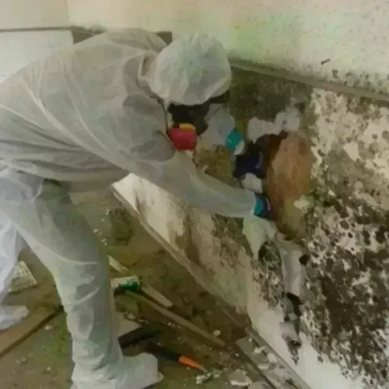 Mold Remediation and Removal in Mellwood, MD